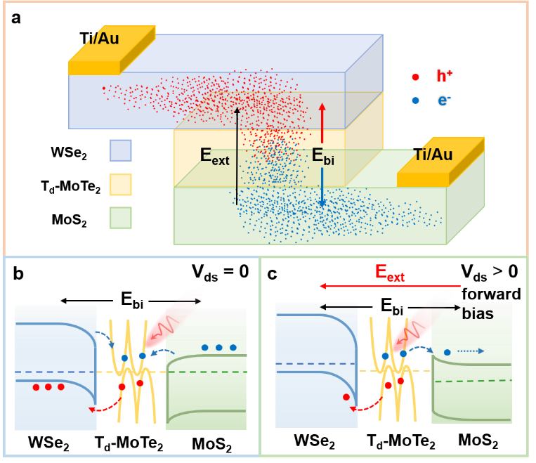基于垂直堆叠的P型-半金属-N型半导体（PMN）双肖特基结的线/圆偏振敏感光电探测器及其信息传输应用